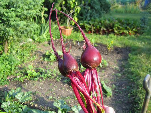 Beetroot